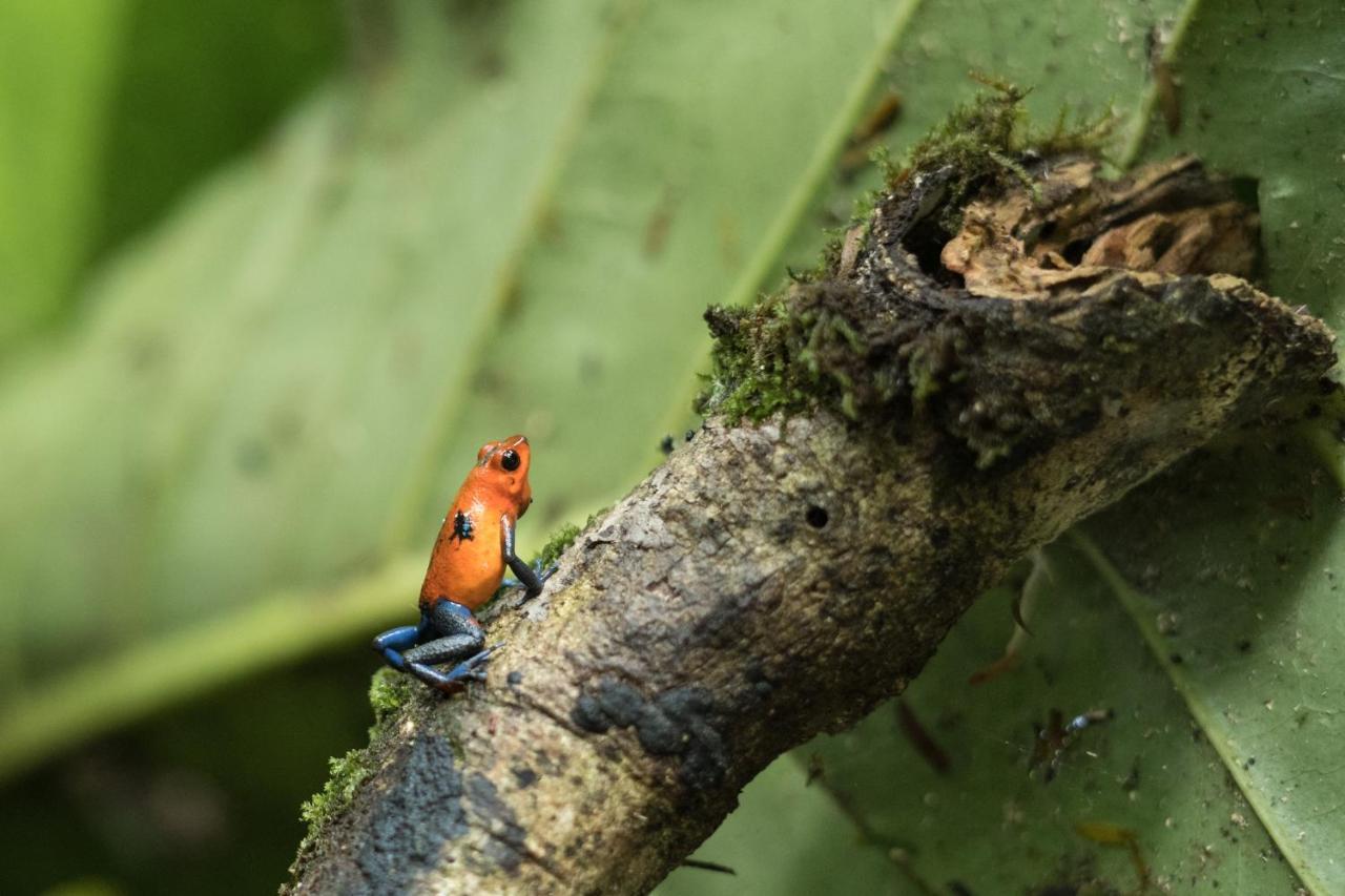 Cabanas Del Rio La Fortuna Kültér fotó
