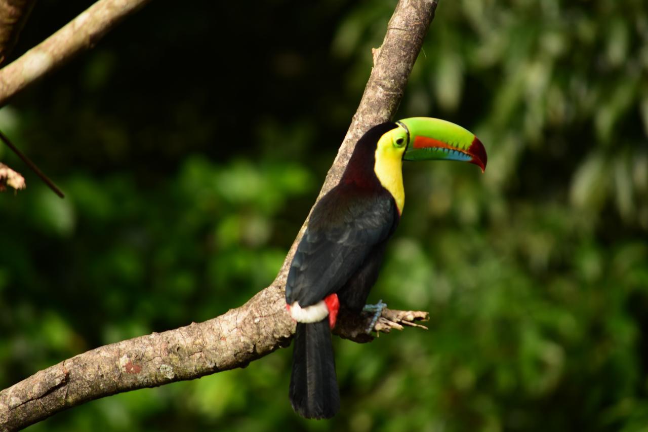 Cabanas Del Rio La Fortuna Kültér fotó
